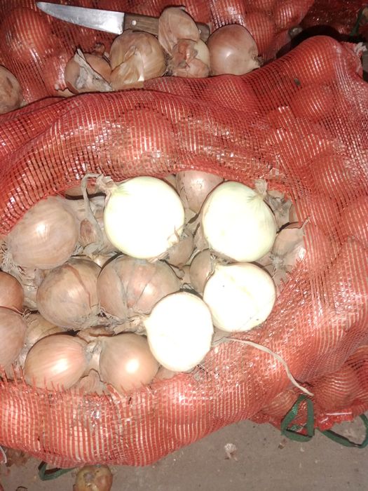 Пияз  тегін беріледі