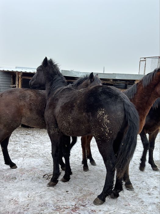 Скотовоз 4.20 с трапом