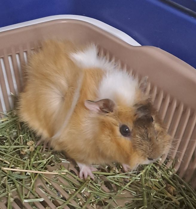 Морские свинки продаются