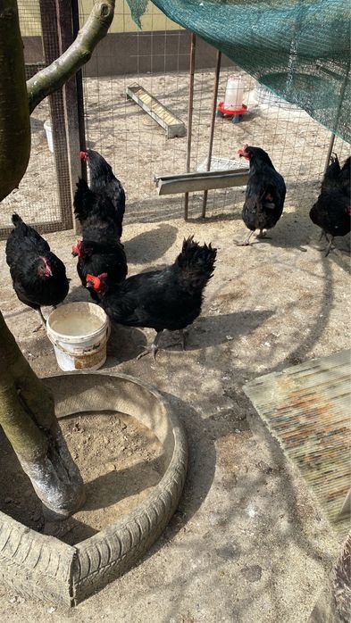 Australorp negru Araucana potarnichiu pe albastru Plymouth rockbarat gaini cocosi familii