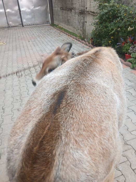 Vitea de 6 luni 200 kg in viu