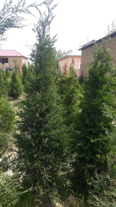 Можжевельник ОПТОМ!