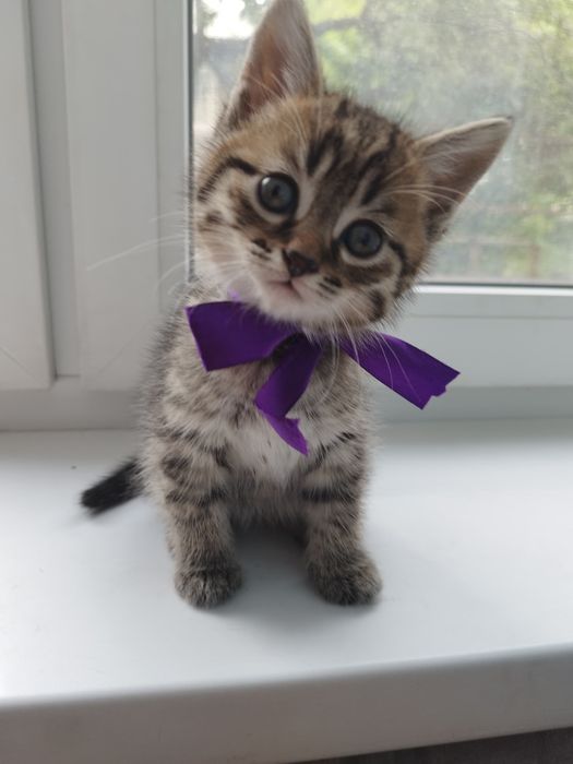 Котята  в добрые руки