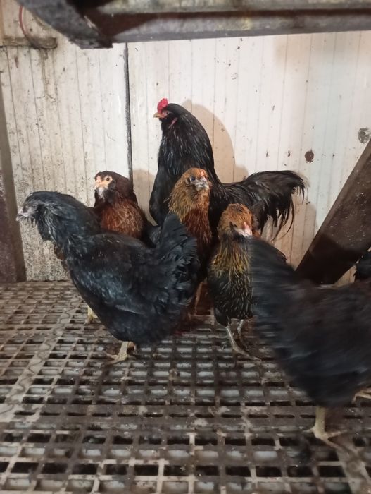 Pui Ameraucana ouă verzi