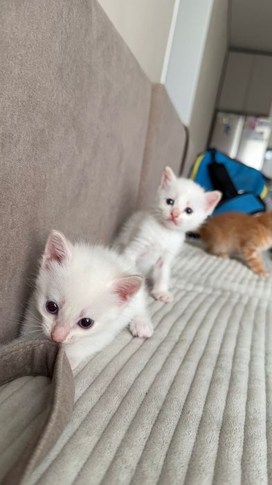 Отдам котят в добрые руки