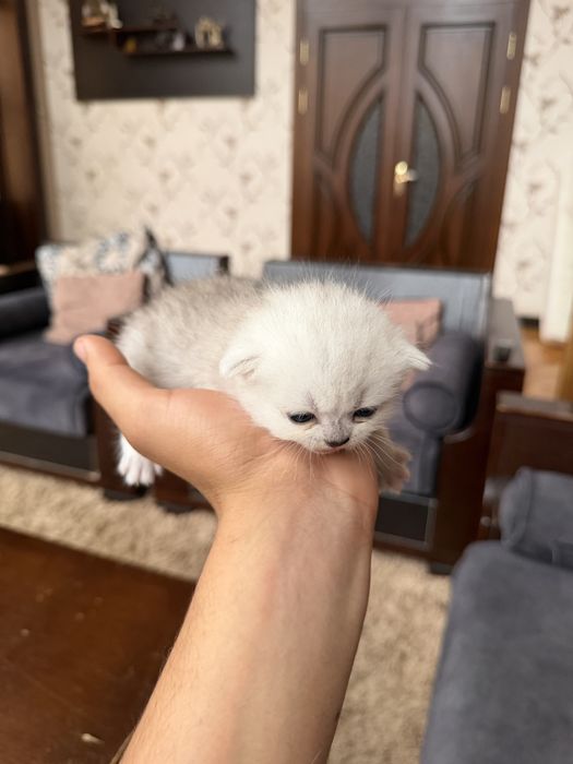 Серебристая шиншила
