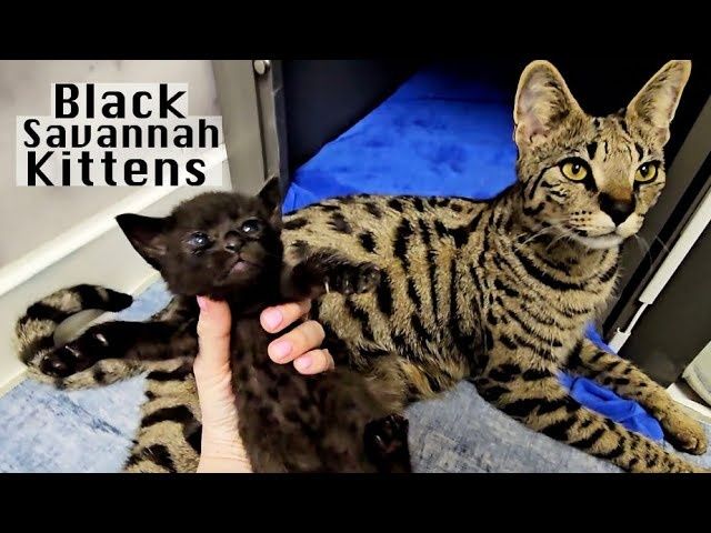 Саванна ф6 подростки