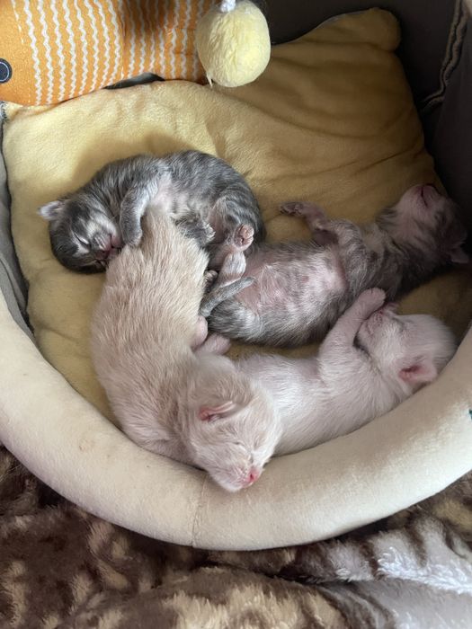Продам вислоухих котят