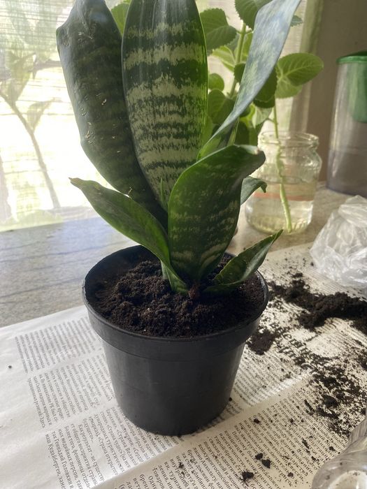 Цветы в наличии домашнее растение