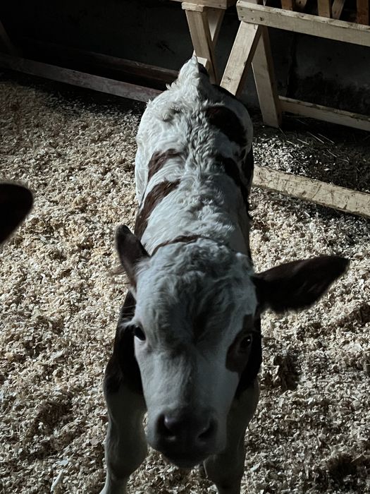 Vand doua vitele si un vitel