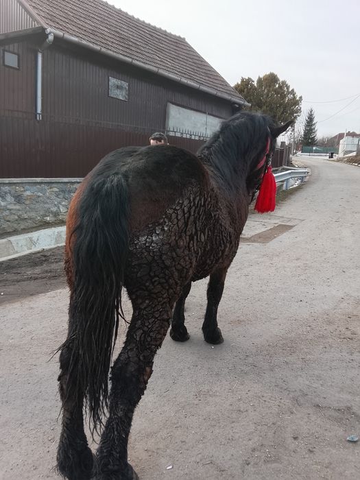 Vând mânz de un an jumate