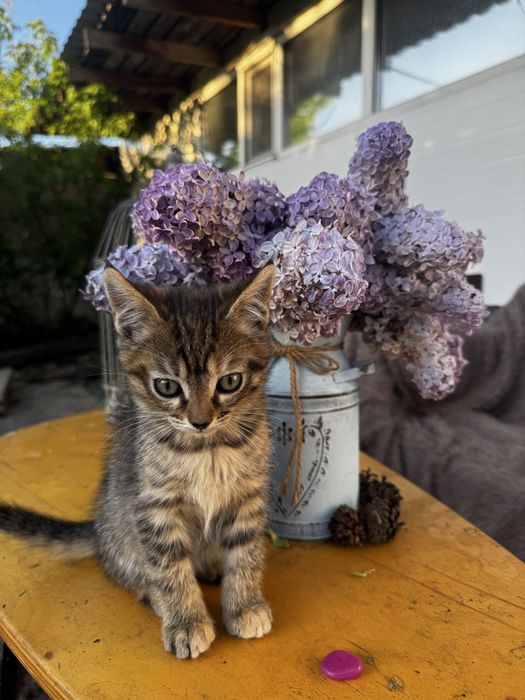 Отдам котенка в хорошие руки