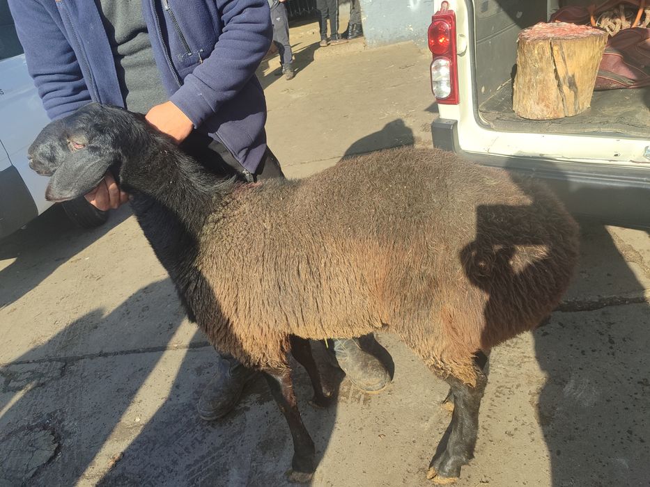 Кассоб хизмати. Барашки. Кучкорлар