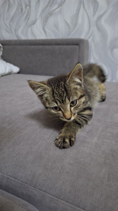 Отдам котёнка!!!
