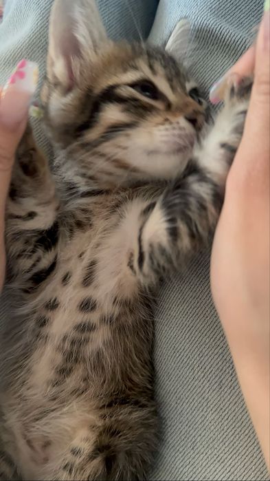Котенок двухмесячный