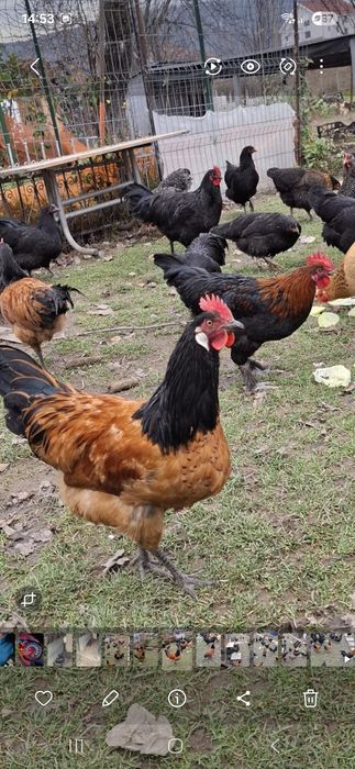 Cocosi Marans,playmount  si Vorwerk