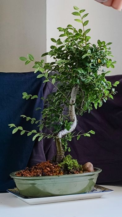 Ulm,bonsai Bonsai