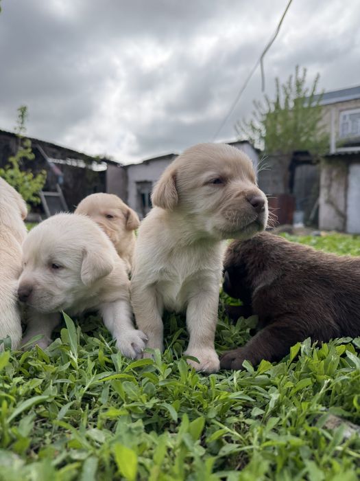 Продам щенков лабрадора