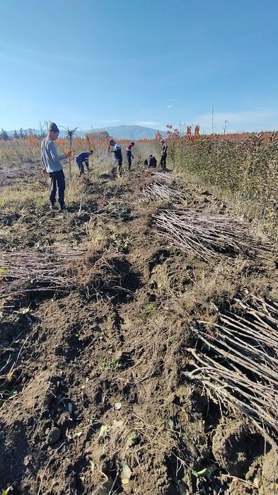 Самарканд Шредер кучатлари ишончли ва сифатли