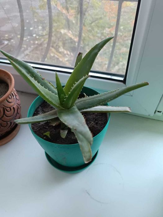 Алоэ вера продам