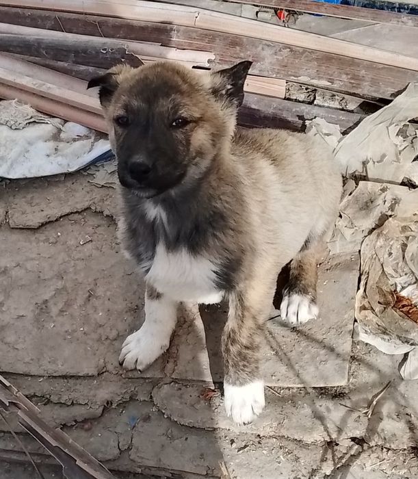 Щенята в добрые руки