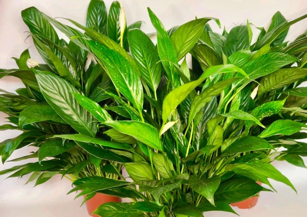 Спатифиллум 7500 тенге