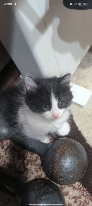Продаются чудесные котята