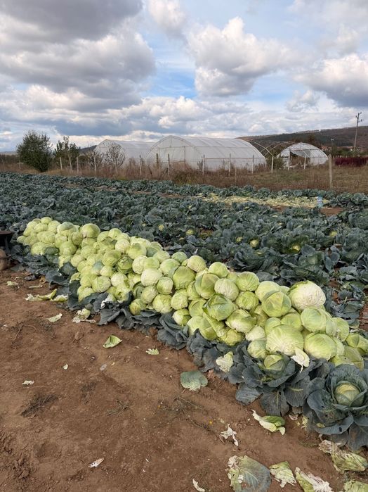 Продавам Зеле (кьосе) .