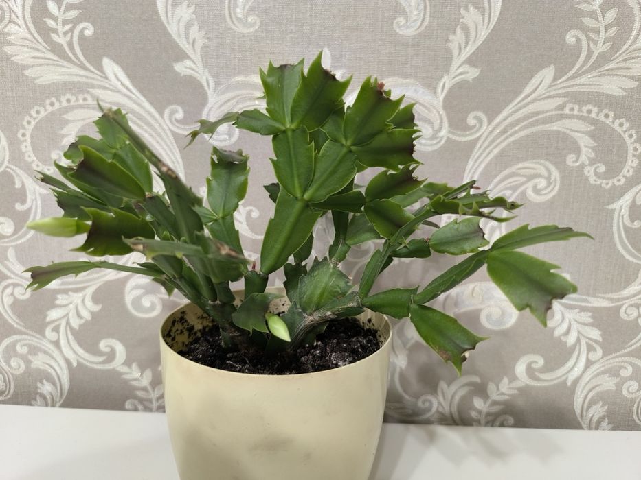 Декабрист белый продам