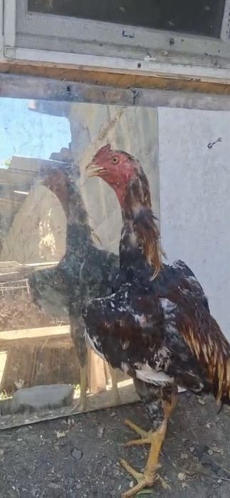 Продам дакана сентябряски