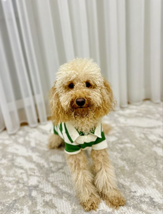 Мальтипу F1 2 года