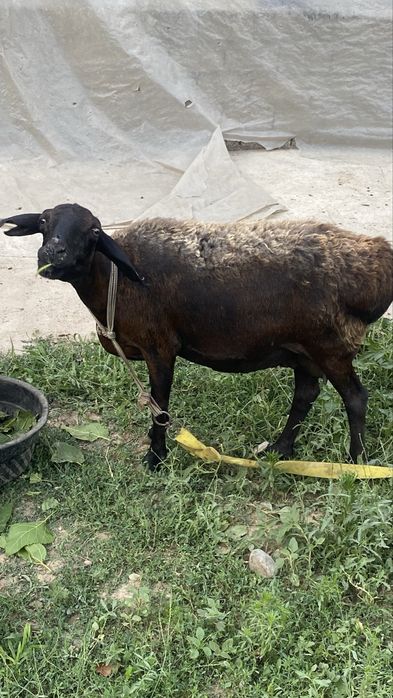 Ona bola 2 ta qo’y bor