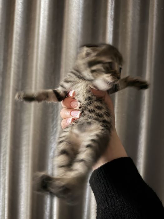 Кошки шотладский