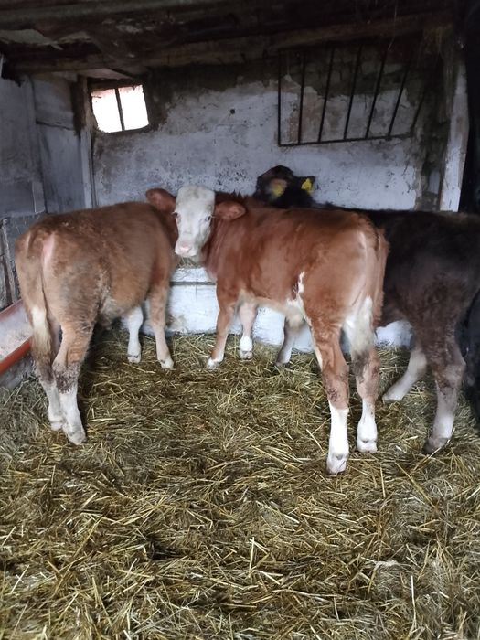 De vânzare 3 viței doi tăurași și o viațea