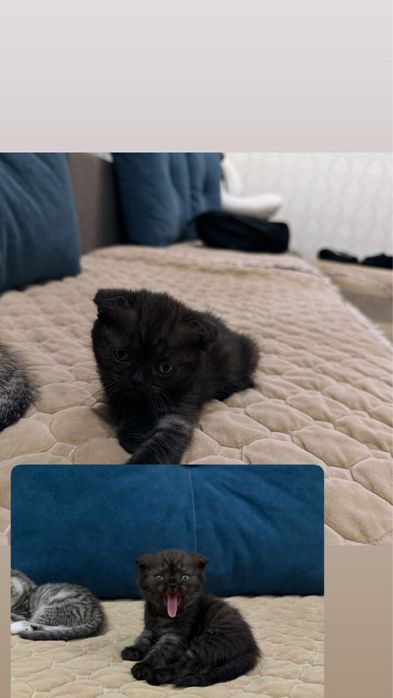 Шикарные котята Шотланцы продажа