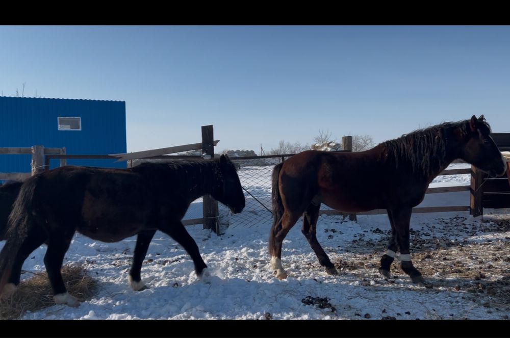 Продам лошадей оптом с жеребятами