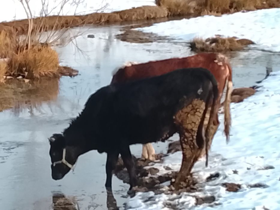 Продам стельных коров
