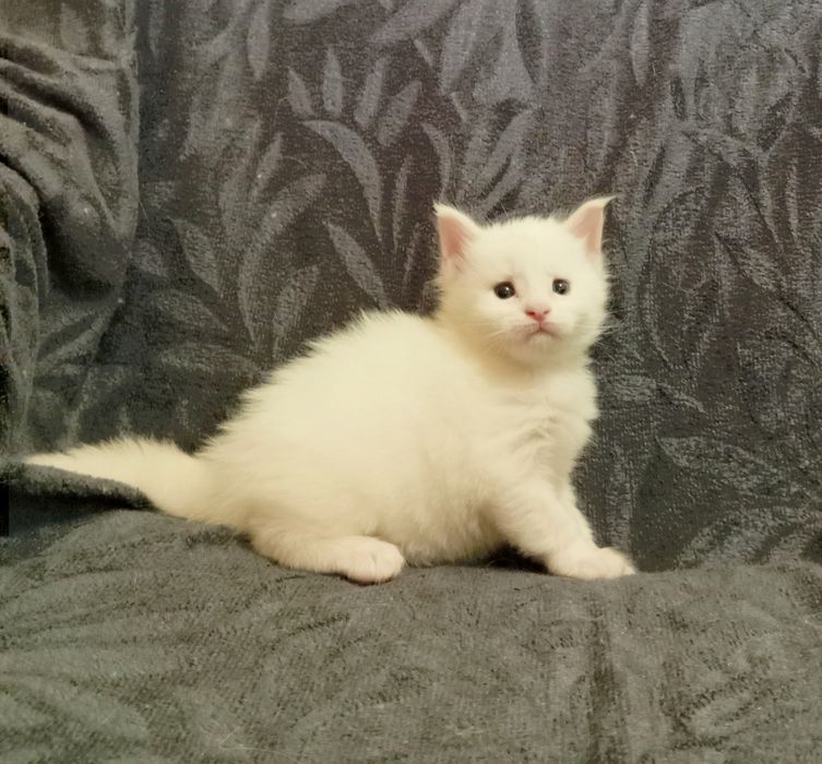 Котята породы Мейн Кун