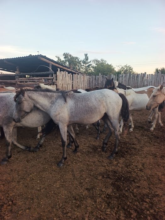 Кобылки полтарашки