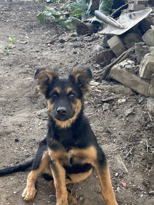 Отдам собаку бесплатно