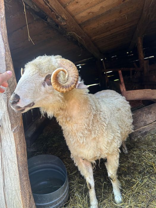 Berbec de vânzare 1 an – bun pentru reproducție