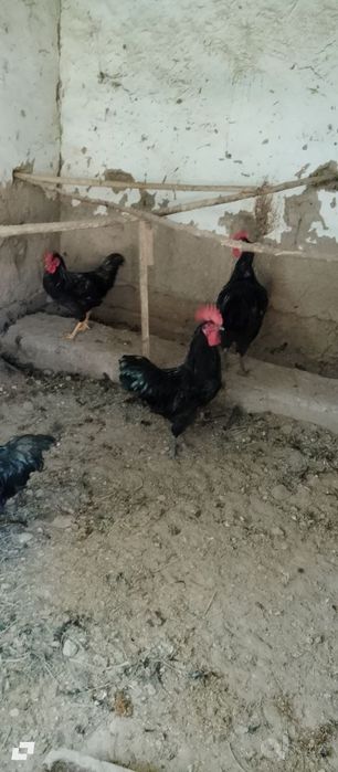 Qora jersi xoʻrozlari sotiladi