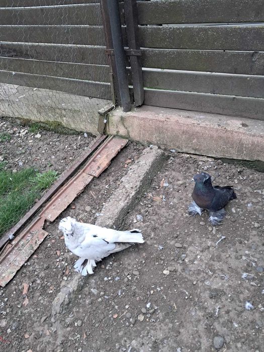 De vanzare, o pereche de porumbei uriasi maghiari, din 2025