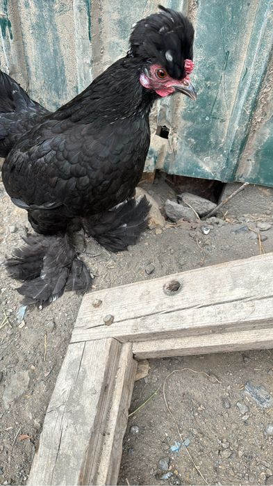 Султанки.катька петька продаютя