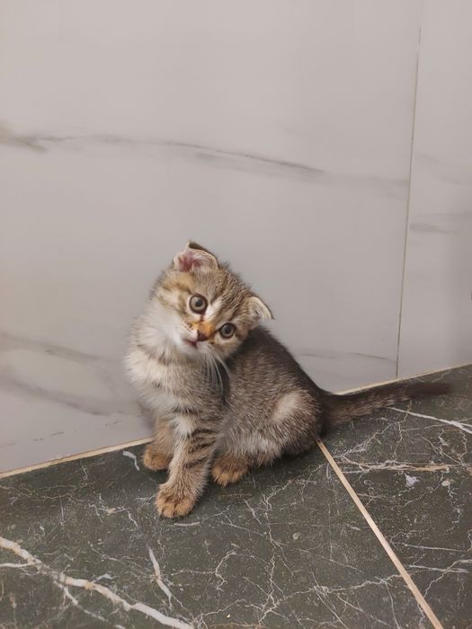Шотландские котята