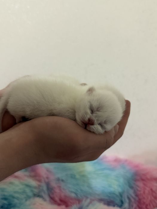 Шиншилловые котята бронь