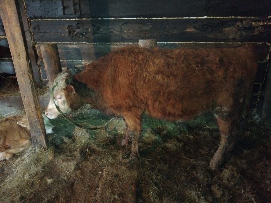 Бычки на откорме