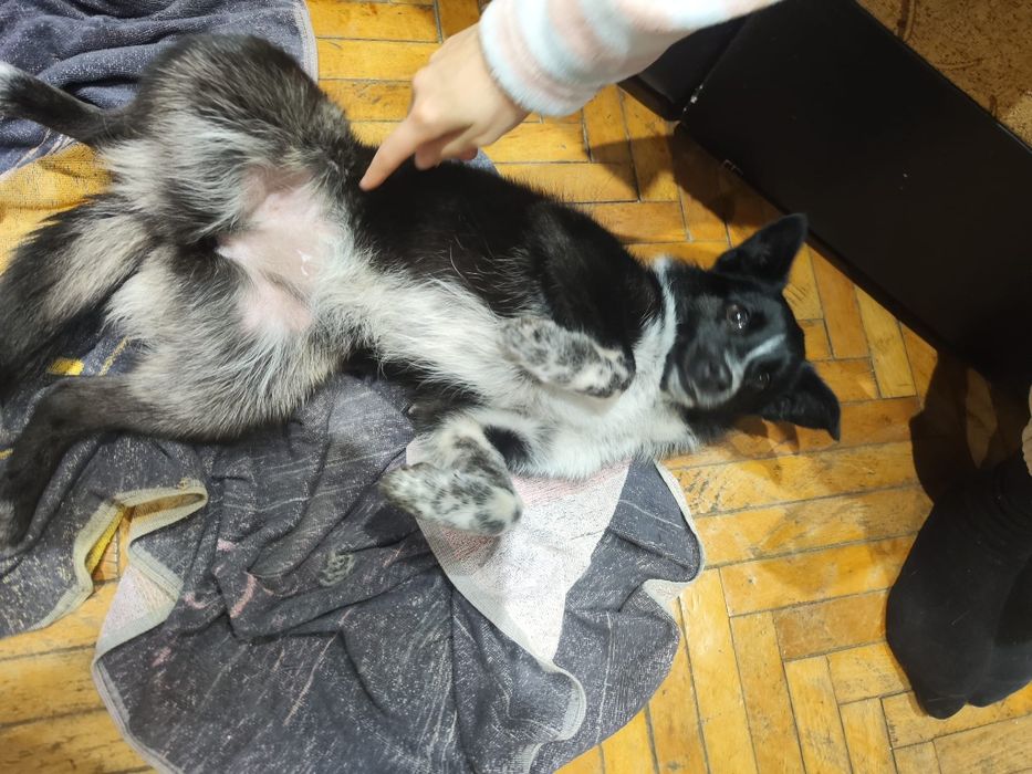 Donez cățel urgent