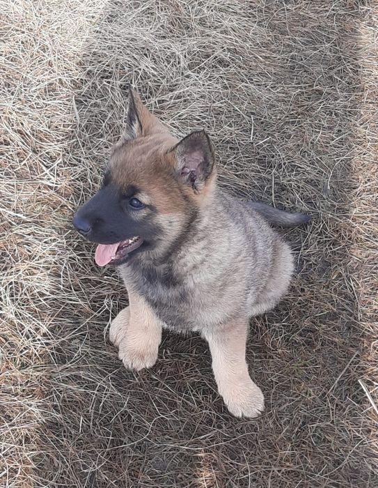 Продам щенка Волкособа!