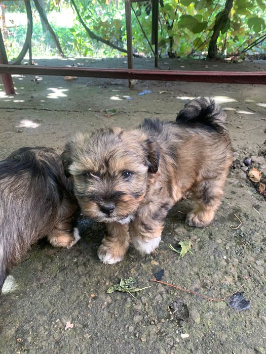 Donez cățeluși iubitorilor de animale